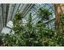 Großes Gewächshaus mit einer hohen Glas- und Stahlkonstruktion, die natürliches Licht hereinlässt, und üppiger tropischer Vegetation wie hohen Bäumen, großen Blättern und Farnen. Im Hintergrund sind gebogene Glaswände und ein sandfarbener Baumstamm sichtbar.