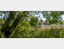 Dichte grüne Vegetation mit hohen Gräsern und Bäumen umrahmt einen kleinen See, im Hintergrund ist teilweise ein Haus mit rotem Dach sichtbar. Die Szenerie liegt in einer ländlichen, naturreichen Umgebung.