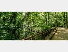 Waldlandschaft mit dichtem Laubwald, einem schmalen Fluss, der von Bäumen umsäumt ist, und einem Spazierweg mit einem Geländer auf der rechten Seite. Das Sonnenlicht dringt vereinzelt durch das Blätterdach und erzeugt Schattenmuster auf dem Weg.