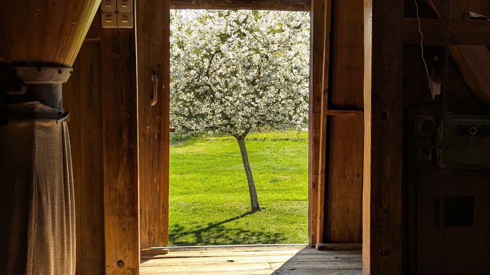 Blick aus einem rustikalen Holzraum mit breiten Dielen durch eine offene Tür ins Freie. Draußen steht auf einer grünen Wiese ein blühender Baum, von Sonnenlicht gerahmt durch den Türrahmen.