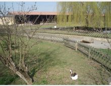 Grüne Wiese mit einem Baum und einem Zaun, der einen Weg sowie einen Teich mit einer Weide umgibt. Im Hintergrund steht ein Gebäude mit rotem Ziegeldach, und im Vordergrund liegt eine ruhende Gans auf dem Gras.