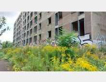 Ein verlassenes mehrstöckiges Wohngebäude mit leerstehenden Fenstern und grauer, teils von Graffiti bedeckter Fassade. Im Vordergrund wachsen hohe Gräser und gelb blühende Wildpflanzen.