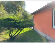 Ein Garten mit einem kleinen, dicht belaubten Baum im Vordergrund, neben einer orange gestrichenen Hauswand mit einem weißen Fenster. Im Hintergrund sind Bäume und Sträucher zu sehen.