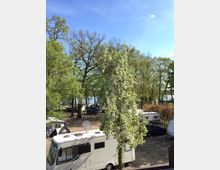 Campingplatz mit Wohnmobilen und Zelten, umgeben von hohen Bäumen mit frischem Frühlingslaub. Im Vordergrund blüht ein Baum mit weißen Blüten, im Hintergrund ist ein See durch die Baumreihe sichtbar.