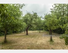 Obstwiese mit mehreren kleinen Bäumen, deren Kronen grüne Blätter tragen, auf einer leicht vertrockneten Wiese; im Hintergrund dichter Bewuchs, der den Bereich umgibt. Der Himmel ist bewölkt.