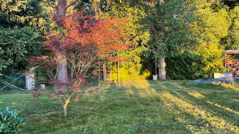 Großer Garten mit gemähtem Rasen und dichtem Baumbestand, darunter eine hohe Kiefer und ein kleiner rotlaubiger Zierbaum. Im Hintergrund sind Sträucher, ein einfacher Metallrahmen sowie rechts ein Holzstapel neben einer kleinen Überdachung zu sehen.
