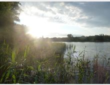 Seeufer mit Schilf im Vordergrund und Sonnenuntergang, der hinter Bäumen am gegenüberliegenden Ufer des Sees scheint. Der Himmel ist teils bewölkt, und das Wasser reflektiert das Licht.