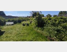 Ein kleiner Garten mit überwuchertem Gras und Sträuchern, einer weißen Bank auf der linken Seite und Baumstümpfen in der Mitte. Im Hintergrund sind Wohngebäude und ein blauer Himmel zu sehen.
