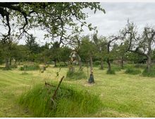 Obstgarten mit Streuobstwiese, bestehend aus alten und jungen Obstbäumen, umgeben von langen Gräsern und frisch gemähtem Rasen. Im Hintergrund sind weitere Bäume, ein Gebäude und ein bewölkter Himmel erkennbar.