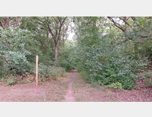 Waldweg mit dichtem Laubwald, umgeben von hohen Bäumen und Büschen. Ein schmaler Pfad führt in die Tiefe des Waldes, daneben steht ein einfacher Holzpfosten.