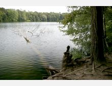 Ein ruhiger See mit einer teilweise untergetauchten Baumkrone im Wasser, umgeben von dicht bewaldeten Ufern. Im Vordergrund sind Bäume und Wurzeln am sandigen Ufer zu sehen.