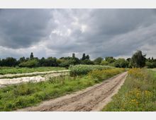 Feldlandschaft mit unbefestigtem Weg, der durch grünes Gras und gelbe Wildblumen verläuft. Im Hintergrund sind landwirtschaftlich genutzte Flächen, Bäume und ein bewölkter Himmel zu sehen.