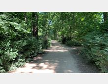 Ein Waldweg mit sandigem Boden, gesäumt von dichter, grüner Vegetation und hohen Bäumen, die Schatten spenden. Sonnenlicht filtert durch das Blätterdach und beleuchtet stellenweise den Weg.