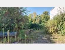 Verwilderter Gartenbereich mit überwucherten Bänken, dichtem Buschwerk und vereinzelt wachsenden Wildkräutern auf dem Boden, umgeben von Bäumen und einer weiß gestrichenen Hauswand rechts.