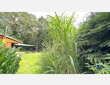 Eine grüne Wiese mit hohen Gräsern und Hecken im Vordergrund, umgeben von Nadelbäumen. Im Hintergrund ein kleines Gebäude mit Holzwänden, daneben eine Sonnensegelüberdachung und Picknicktische.