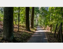 Ein asphaltierter Weg führt durch einen Wald mit hohen Bäumen und dichtem Blattwerk. Rechts des Weges verläuft ein alter Maschendrahtzaun, teilweise beschädigt, und links liegen Baumstämme und Laub auf dem Boden.