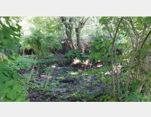 Dichter, bewachsener Garten mit zahlreichen Bäumen, Sträuchern und Bodendeckern. Im Mittelpunkt stehen zwei größere Bäume, umgeben von Bambus und niedriger Vegetation, die einen schattigen, naturbelassenen Eindruck vermitteln.