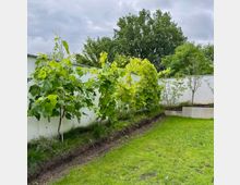 Ein gepflegter Garten mit einer Reihe von Weinreben entlang einer hellen, hohen Mauer; im Vordergrund befindet sich eine Rasenfläche, im Hintergrund stehen mehrere Bäume.