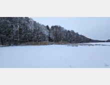 Verschneite Waldlandschaft mit kahlen, schneebedeckten Bäumen am Ufer eines zugefrorenen Sees. Spuren im Schnee führen über die Fläche, im Hintergrund sind Schilfhalme sichtbar.