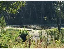 Ein Naturteich mit Seerosen, umgeben von dichtem Schilf und verschiedenen grünen Pflanzen. Im Hintergrund befinden sich hohe Bäume, die den Bereich beschatten.