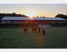 Weide mit fünf grasenden Pferden vor einem großen, langgestreckten Backsteingebäude mit Solardach, im Hintergrund Wald und Sonnenuntergang.