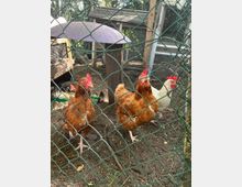 Hühnerstall mit drei Hühnern im Vordergrund, zwei braune und ein weißes Huhn, hinter einem grünen Maschendrahtzaun. Im Hintergrund sind Holzkonstruktionen des Geheges sowie ein Schutzhäuschen zu sehen.