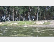 Blick auf ein Ufer mit sandigem und grasbewachsenem Bereich, dahinter ein dichter Nadelwald mit hohen Kiefern. Im Vordergrund ist die Wasseroberfläche eines Sees zu sehen.