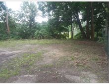 Waldlichtung mit dichtem Bewuchs im Hintergrund, umgeben von hohen Bäumen. Der Boden ist teilweise mit Gras und kahlen Stellen bedeckt, einige Äste und Laub sind verstreut.