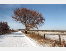 Eine schneebedeckte Landstraße führt geradeaus durch eine ländliche Umgebung, gesäumt von einer Reihe von Zäunen und kahlen Bäumen. Rechts steht ein einzelner großer Baum mit rotbraunem Laub, während die umliegenden Felder mit einer dünnen Schneeschicht bedeckt sind und ein klarer blauer Himmel den Hintergrund bildet.