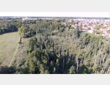 Luftaufnahme einer waldreichen Landschaft mit kahlen Bäumen in der Mitte und dichtem Grün drumherum. Im Hintergrund ist eine Siedlung mit Häusern und Straßen erkennbar, die von weiteren Wald- und Wiesenflächen umgeben ist.