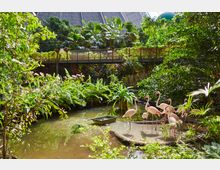 Ein tropischer Garten mit dichtem Grün, einem kleinen Teich und einer Gruppe von Flamingos auf einer flachen Insel. Im Hintergrund ist eine Fußgängerbrücke und die Kuppel eines großen Gebäudes zu sehen.