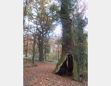 Ein herbstlicher Waldweg mit Laub bedeckt, umgeben von hohen, kahlen Bäumen. Im Vordergrund steht ein alter Baum mit einem großen hohlen Stamm, der teilweise geöffnet ist.