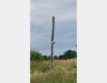 Ein einfacher, geschnitzter Holzpfahl mit einem Gesicht befindet sich auf einer Wiese mit hohem Gras und Wildpflanzen, umgeben von vereinzelten Bäumen und einem bewölkten Himmel im Hintergrund.