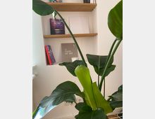 Eine Zimmerpflanze mit großen, grünen Blättern steht vor einem Regal mit drei Holzböden, auf denen dekorative Bücher wie "Architecture Now!" und "A Taste of Art" sowie weitere Gegenstände stehen. Im Hintergrund sind eine weiße Wand und eine Steckdose sichtbar.