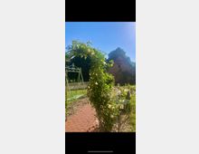 Ein Garten mit einem Rosenbogen, gelben Blüten und einem gepflasterten Weg, der von Schotter und Pflanzen umgeben ist. Im Hintergrund ist ein Gebäude mit Ziegelfassade und spitzem Dach zu sehen, eingebettet in grüne Vegetation unter blauem Himmel.