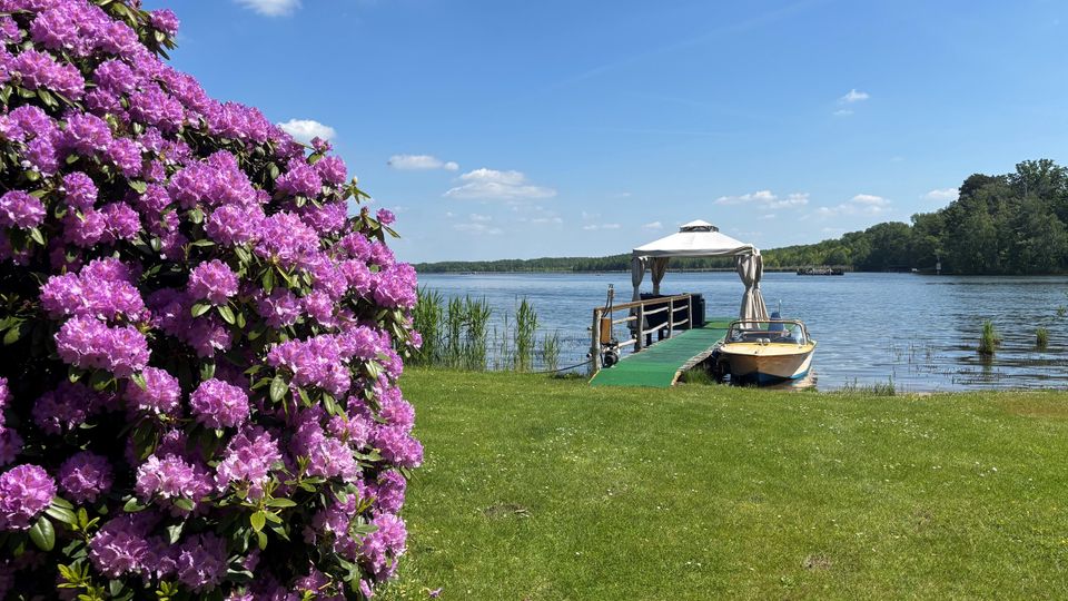 Uferwiese an einem See mit Steg, kleinem Pavillon und einem am Steg liegenden Motorboot. Links im Vordergrund steht ein großer, dicht blühender Rhododendronstrauch, im Hintergrund sind Schilf, Baumufer und blauer Himmel zu sehen.