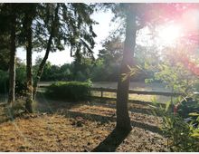 Waldlichtung mit vereinzelten Bäumen, einem hölzernen Zaun im Hintergrund und einer sonnendurchfluteten Atmosphäre. Im Vordergrund sind Schatten der Bäume auf trockenem Gras sichtbar, während der Hintergrund dichteres Grün zeigt.