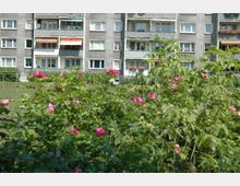 Mehrstöckige Wohngebäude mit grauen Fassaden und Balkonen, teils mit Markisen und Blumenschmuck, im Hintergrund. Im Vordergrund blühende rosa Rosen und grüne Vegetation.