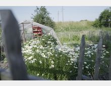 Ein rustikaler Garten mit weiß blühenden Margeriten, umgeben von einem Holzzaun. Im Hintergrund steht ein kleines Gewächshaus mit durchsichtigem Dach und roten Regalen, umgeben von Wiese und vereinzelten Bäumen.