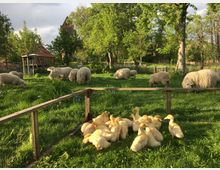 Weide mit Schafen und Entenküken in einem grünen, von Bäumen und einem Holzzaun umgebenen Gehege; im Hintergrund ein Backsteingebäude mit spitzem Dach.