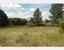 Wiese mit Wildblumen und Gräsern, umgeben von Bäumen und Büschen; im Hintergrund ein kleiner See und ein bewaldeter Horizont unter bewölktem Himmel.