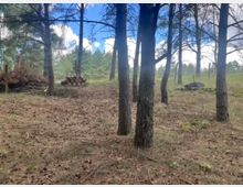 Lichter Kiefernwald mit sandigem, nadelbedecktem Boden und weit auseinanderstehenden Baumstämmen. Links liegen aufgeschichtete Baumstämme und Reisighaufen, im Hintergrund eine niedrige, grüne Waldfläche unter blauem Himmel mit Wolken.