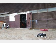 Außenansicht eines Stalls mit braunen Holzlattenwänden und einer offenen Doppeltür, die einen Blick ins Innere ermöglicht. Auf dem Boden davor liegt ein angeleinter schwarz-weißer Hund, daneben sind Gegenstände wie ein Kinderwagen, weiße Stühle und Seile sichtbar.