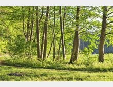Waldszene mit schlanken Bäumen und frischem grünen Laub, durch die Sonnenlicht fällt. Im Vordergrund eine Wiese mit kurzem Gras, im Hintergrund dichter bewaldeter Bereich.