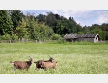 Eine grüne Weide mit blühenden Wildblumen, auf der vier Ziegen stehen. Im Hintergrund befindet sich ein Holzzaun, dichte Bäume und ein kleiner Schuppen mit Wellblechdach.