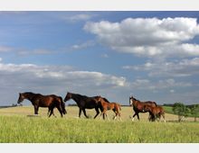 Gruppe von Pferden und Fohlen auf einer grünen Wiese, umgeben von leicht hügeliger Landschaft unter einem Himmel mit lockeren Wolken. Im Hintergrund sind einzelne Bäume und eine eingezäunte Weide zu sehen.