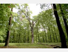 Waldlandschaft mit dichtem Laub- und Nadelbaumbestand, im Zentrum steht ein alter, teilweise abgestorbener Baum mit kahlen Ästen. Der Boden ist mit Gras und vereinzelten liegenden Ästen bedeckt.