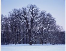 Schneebedeckte Bäume in einem winterlichen Wald unter einem klaren, bläulichen Himmel mit einer sichtbaren Mondsichel. Der Boden ist vollständig mit Schnee bedeckt, und die Bäume sind ohne Laub, ihre Äste mit Schnee behaftet.