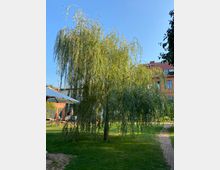 Großer Weidenbaum mit herabhängenden Zweigen in einem Garten mit Rasen und gepflastertem Weg, im Hintergrund ein Backsteingebäude mit roten Dachziegeln und ein Sonnenschirm über Sitzgelegenheiten.