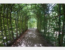 Ein überdachter Laubengang mit Metallgerüst, durch welches dichtes, grünes Blattwerk wächst. Der Kiesweg darunter wird von Sonnenlicht, das durch das Laub fällt, gefleckt beleuchtet.